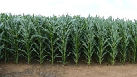 Maïs Bt cultivé en Afrique du Sud. © H. Étignard/GFA