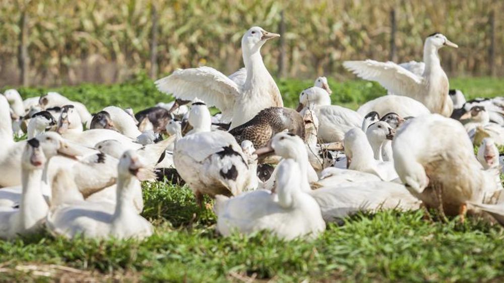 © Philippe Glorieux