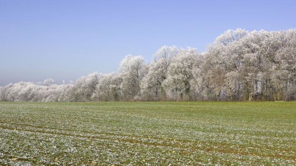 Des gelées jusqu’au Nouvel An