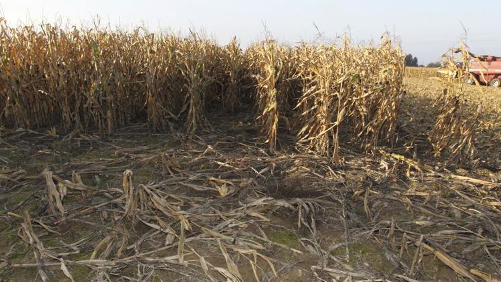 Enfin, les barèmes d’indemnisation maïs, tournesol et betterave