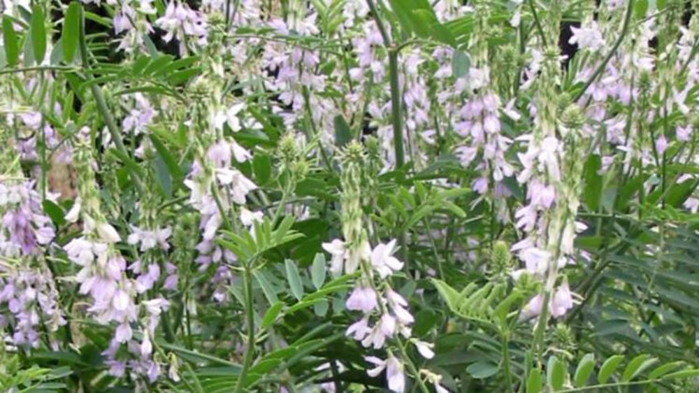 Le galega officinal est toxique lorsqu’il est fauché à l’état de fleurs ou de petites gousses. © J.H. Morae/Wikipedia