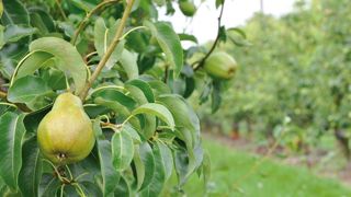Moins de pommes en stock, mais davantage de poires Moins de pommes en stock, mais davantage de poires