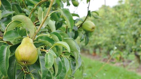 Moins de pommes en stock, mais davantage de poires Moins de pommes en stock, mais davantage de poires
