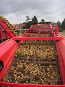 pomme de terre frites