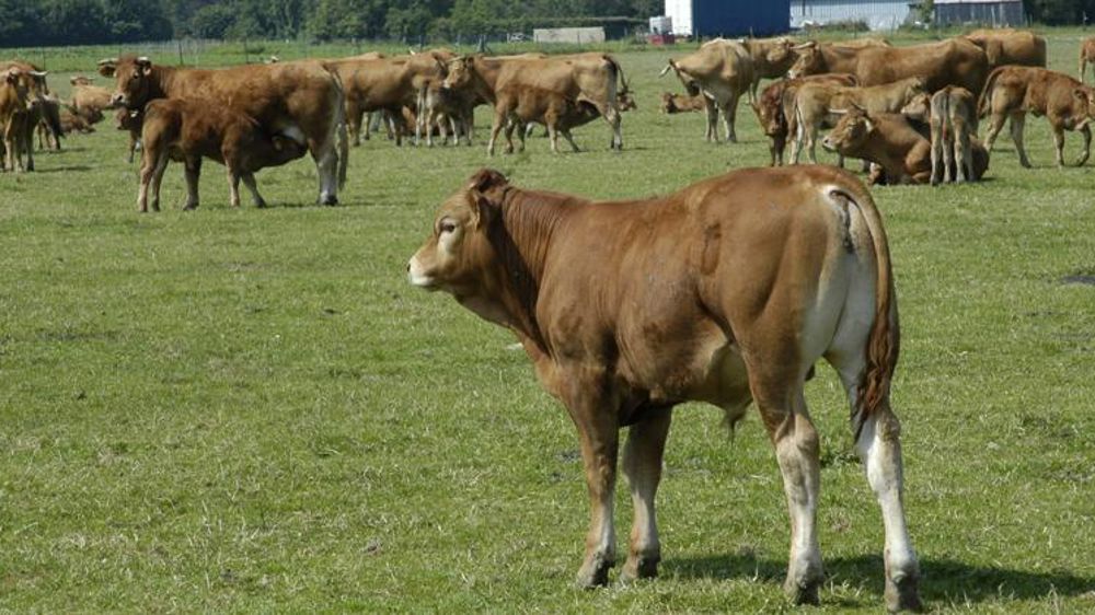 © Pascal Crapon/GFA