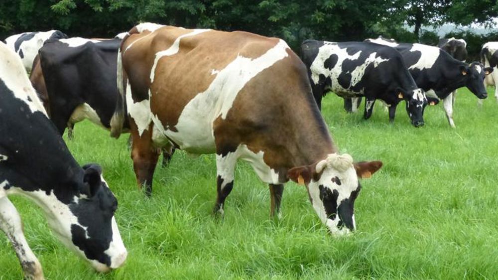 La collecte laitière rebondit en 2017