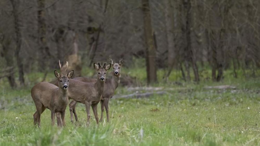 Les dégâts de gibier inquiètent l’ONF