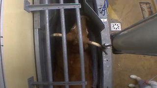 Image prise par L214 dans l’abattoir du Vigan. Image prise par L214 dans l’abattoir du Vigan.