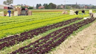 Légumes et pomme de terre en fer de lance Légumes et pomme de terre en fer de lance