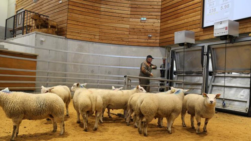 Le lauréat du grand prix d’excellence du concours des Hérolles, Romain Deshais a remporté les enchères. Son lot de huit agneaux a été adjugé 5,98 €/kg vif. © M.-F. Malterre/GFA