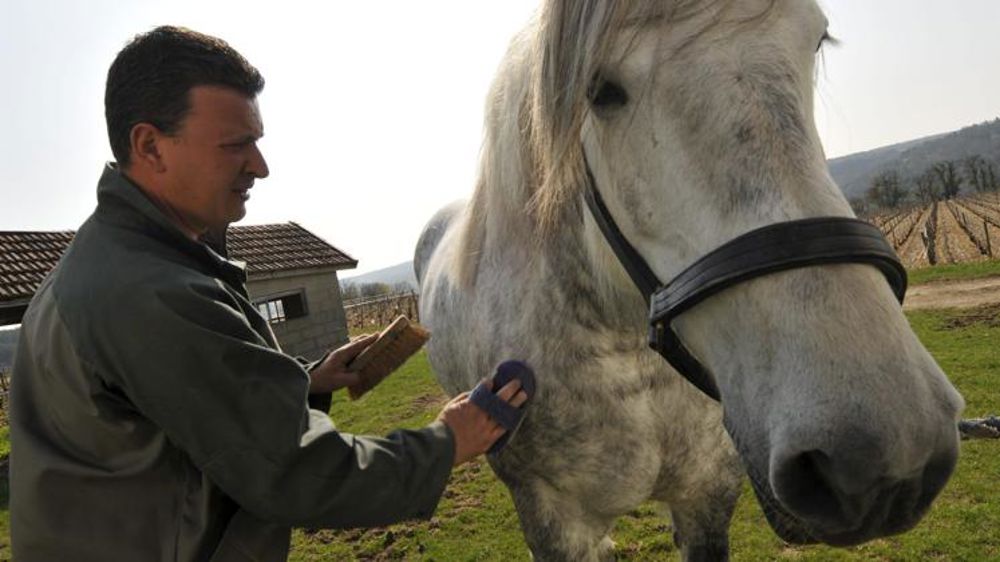 Pas d’inquiétude pour les éleveurs de chevaux