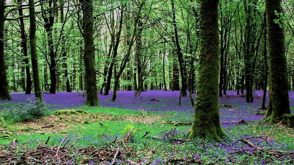 Conseils à la filière du bois