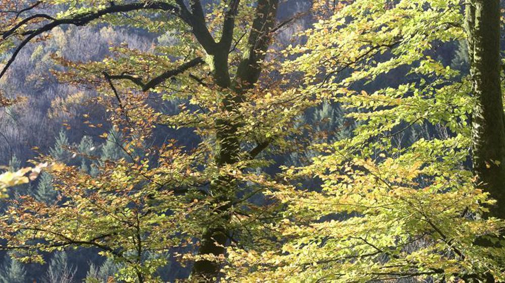 Le périmètre du futur parc s’étend sur 241 000 ha, composé pour 55 % de forêts et 45 % de surfaces agricoles. © C. Thiriet