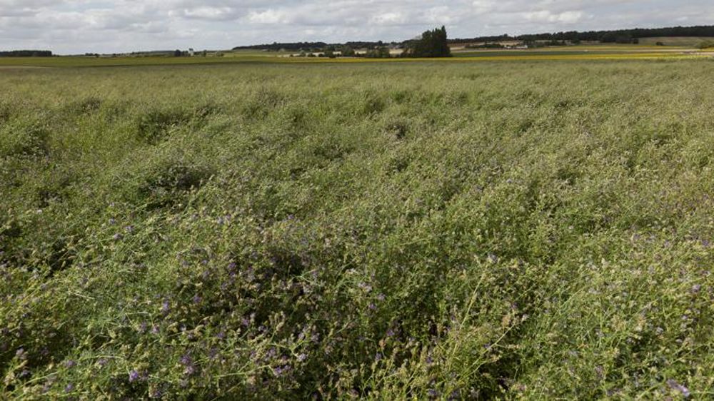 Forte progression des fourragères depuis 2015