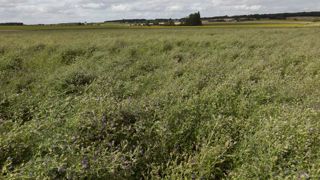 Forte progression des fourragères depuis 2015 Forte progression des fourragères depuis 2015