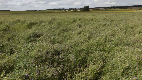 Forte progression des fourragères depuis 2015 Forte progression des fourragères depuis 2015