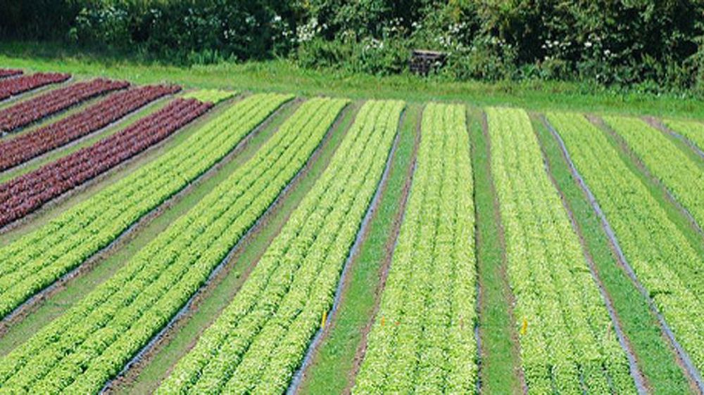 La laitue en « crise conjoncturelle »