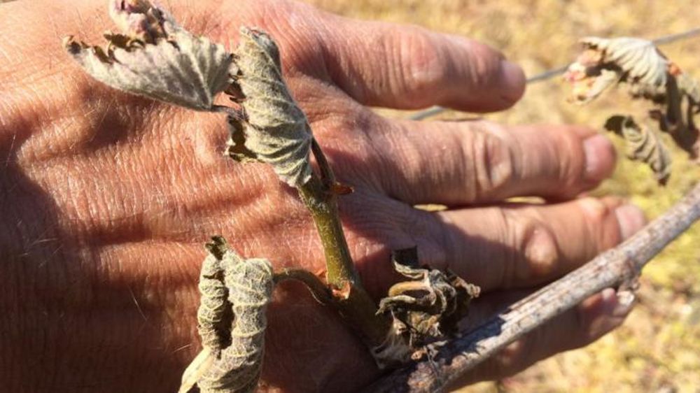 Des vergers et des vignes ravagés