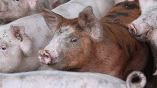 La filière porcine répond au CIWF La filière porcine répond au CIWF