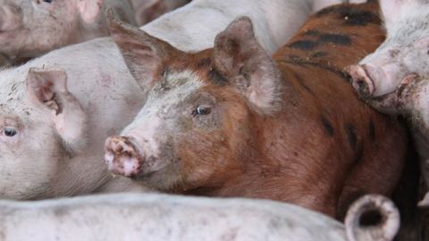 La filière porcine répond au CIWF La filière porcine répond au CIWF