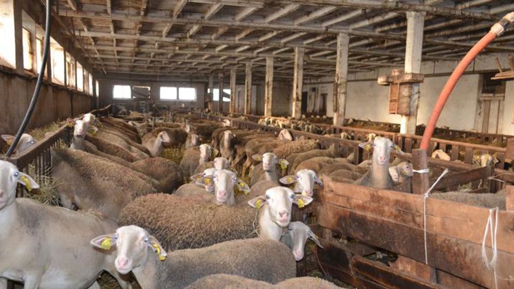 Une nouvelle association d’éleveurs pour le roquefort