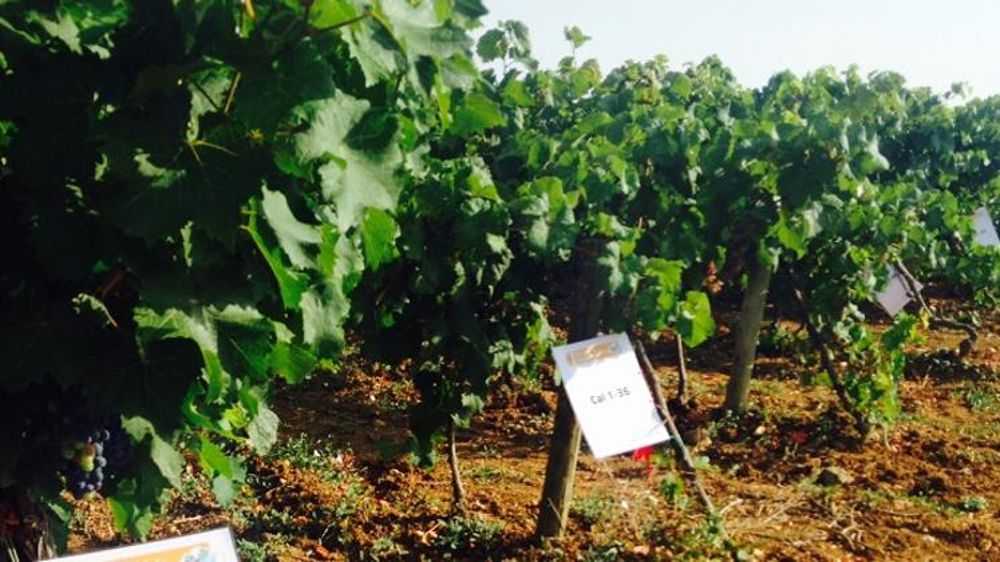 Trois bassins adoptent les cépages résistants