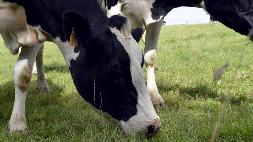 « Le scénario d’une reprise significative s’éloigne »