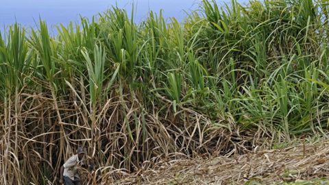 Planteurs et industriels s’affrontent sur le prix de la canne Planteurs et industriels s’affrontent sur le prix de la canne