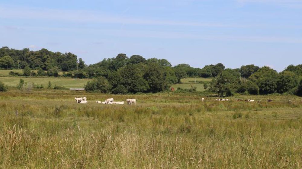 La pousse de l’herbe ralentit