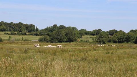 La pousse de l’herbe ralentit La pousse de l’herbe ralentit