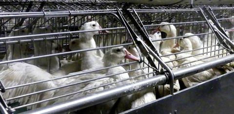 L’exploitation produit des volailles prêtes à gaver. © Claude Hélène Yvard