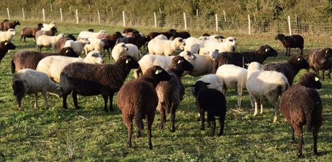La ferme des Blottières a choisi la race locale belle-île, sans cornes (y compris pour le bélier) et à la robe blanche ou noire. © Anne Mabire