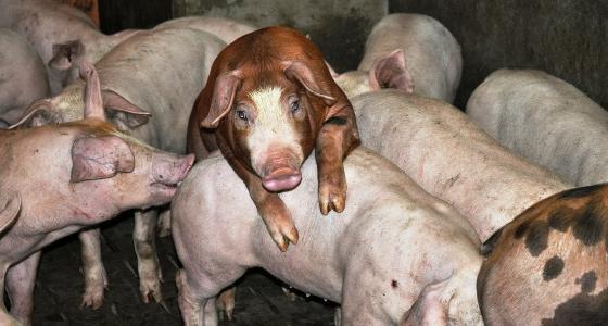 porcs engraissement ges