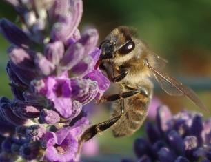 abeille jachères apicoles