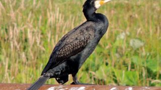Les quotas départementaux de destruction des grands cormorans Les quotas départementaux de destruction des grands cormorans