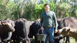 Des angus bio en Camargue Des angus bio en Camargue