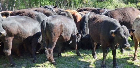 Les angus sont engraissés 24 à 26 mois sur les parcelles d’herbe et de luzerne de la manade. © C. Sarrazin