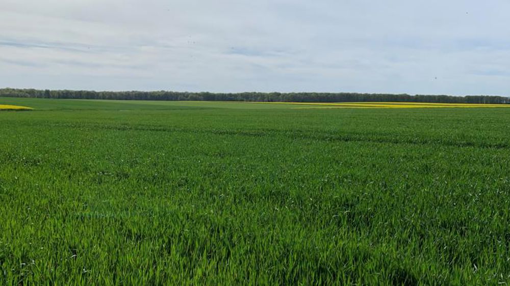 Les premiers épis d’orge d’hiver ont fait leur apparition