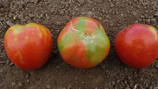 Alerte contre un virus qui menace les tomates Alerte contre un virus qui menace les tomates