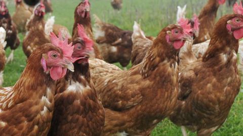 Les règles de logement en élevage biologique évoluent Les règles de logement en élevage biologique évoluent