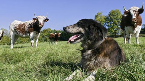 « Aucune preuve » du rôle des animaux domestiques dans l’épidémie « Aucune preuve » du rôle des animaux domestiques dans l’épidémie