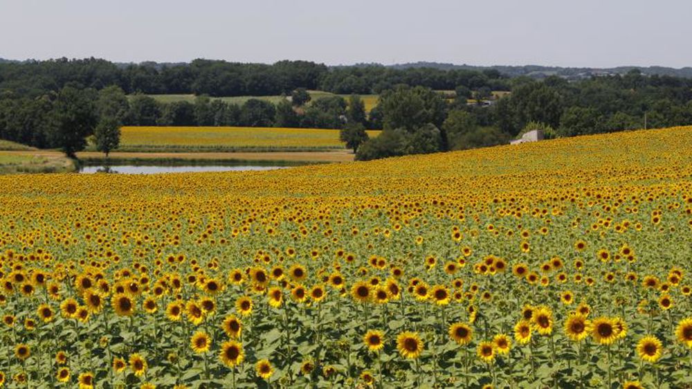 L’orge, le maïs et le tournesol remplacent le blé non semé