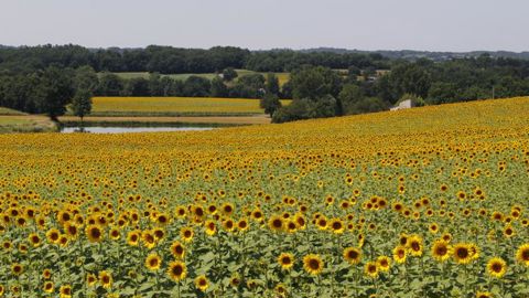 L’orge, le maïs et le tournesol remplacent le blé non semé L’orge, le maïs et le tournesol remplacent le blé non semé