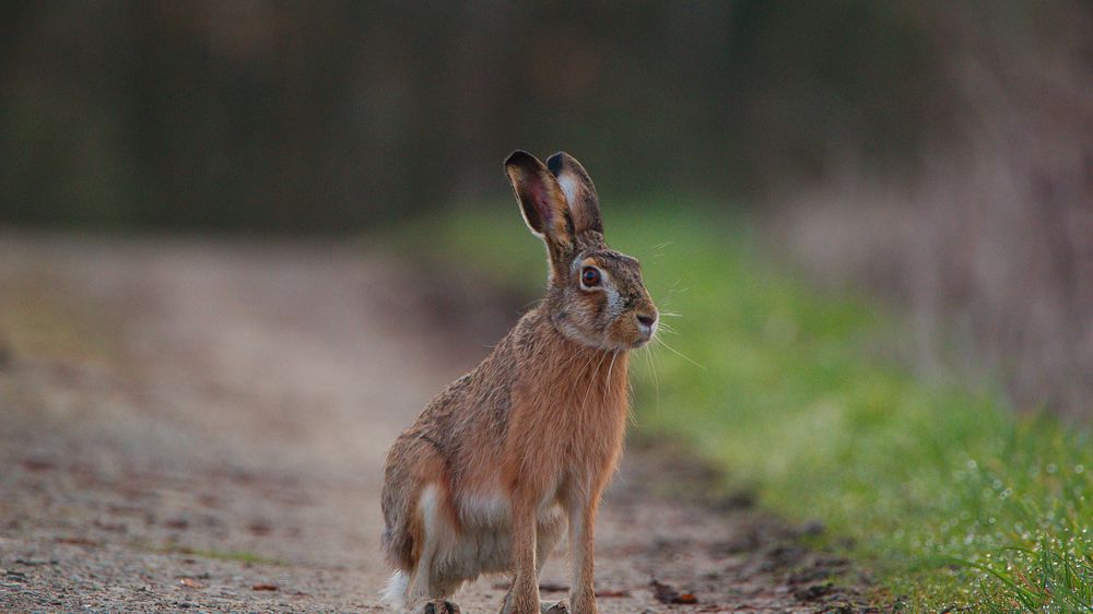 Les prix des redevances cynégétiques restent assez identiques