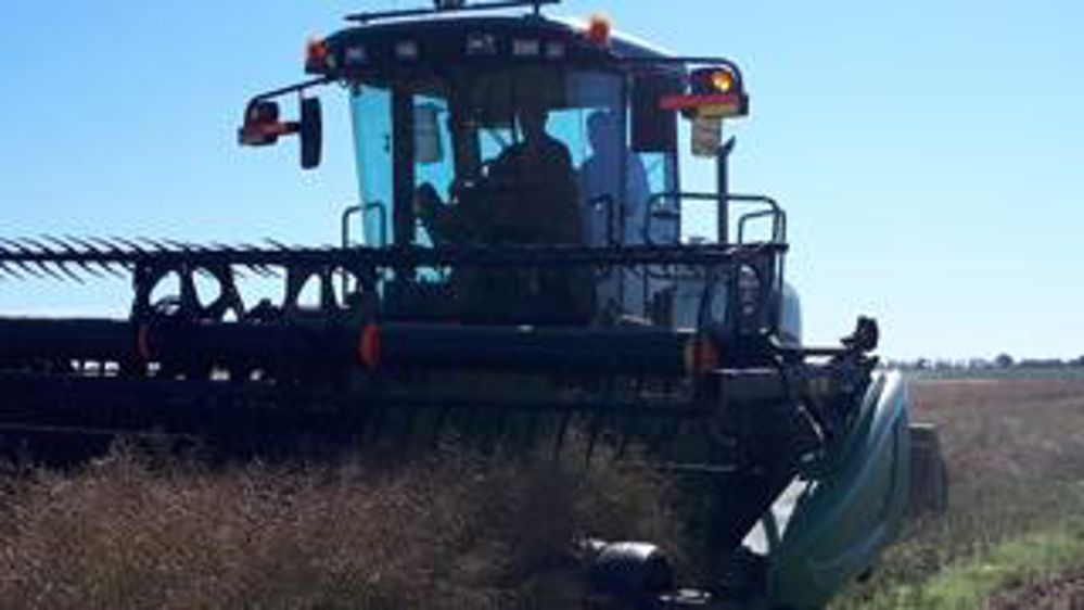 La récolte se fait proche