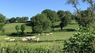 La Pac jugée « inefficace » pour protéger la biodiversité La Pac jugée « inefficace » pour protéger la biodiversité