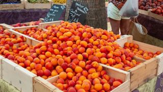 Une production d’abricots en avance mais des volumes en recul Une production d’abricots en avance mais des volumes en recul