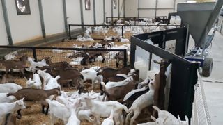 Les engraisseurs de chevreaux cherchent à sortir de l’impasse Les engraisseurs de chevreaux cherchent à sortir de l’impasse