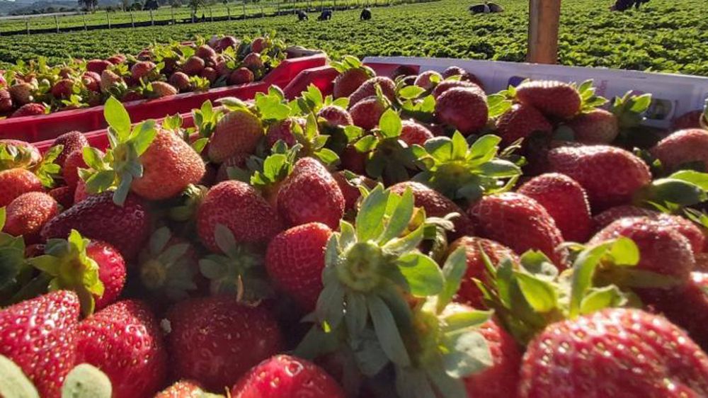 Renforcement des précautions pour les ouvriers agricoles détachés