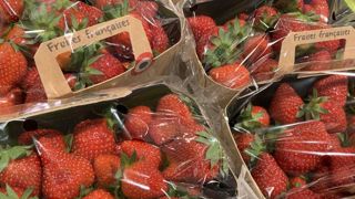 Une bonne fin de campagne pour les fraises françaises Une bonne fin de campagne pour les fraises françaises